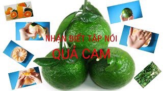 Nhận biết tập nói "Qủa cam"
