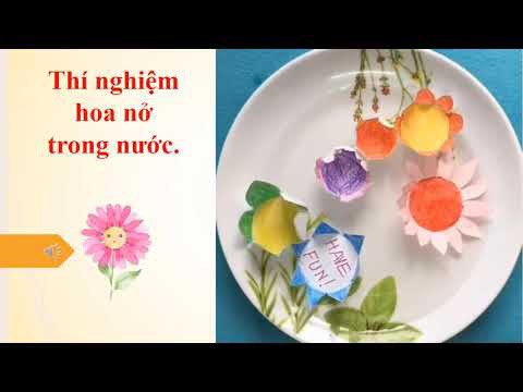 Khám phá thí nghiệm hoa nở trong nước